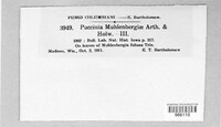 Puccinia muhlenbergiae image